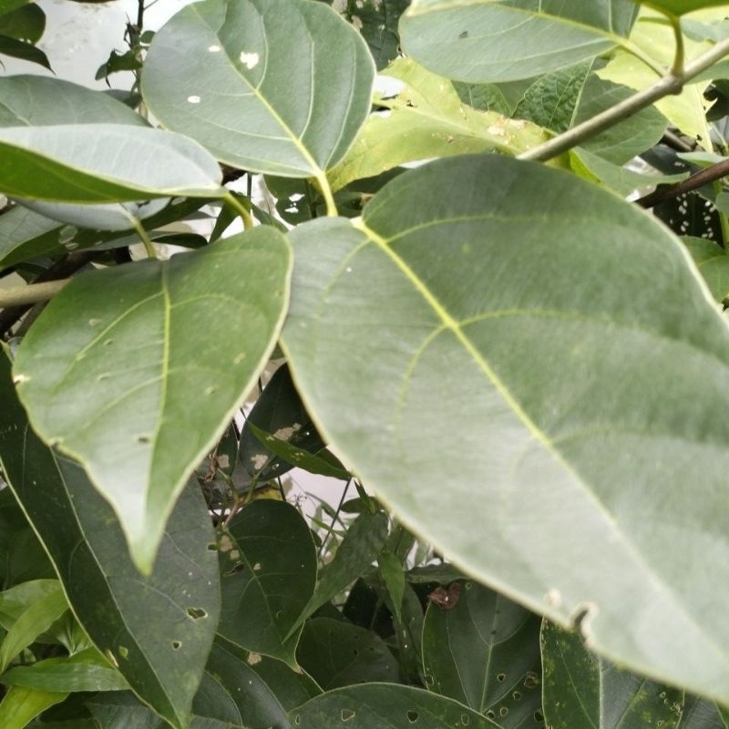 

Daun Cincau Hijau segar alami 500 gr