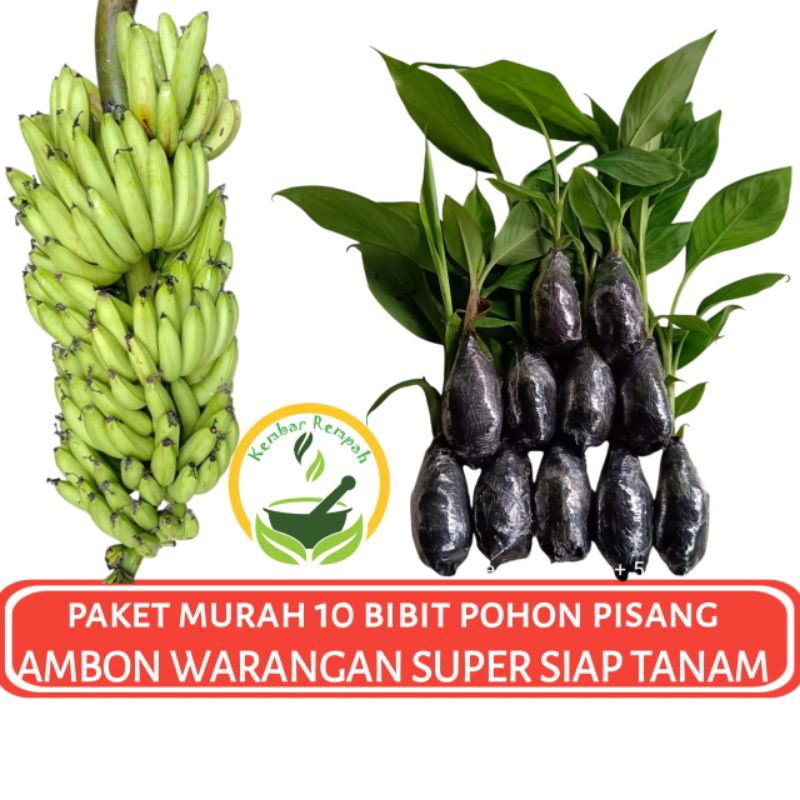 Paket Murah 10 Bibit Pohon Pisang Ambon Warangan Super Unggul Siap Tanam