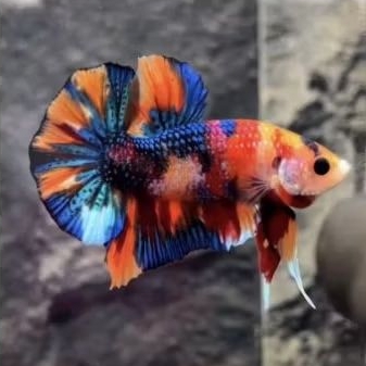 cupang/hm.multicolor