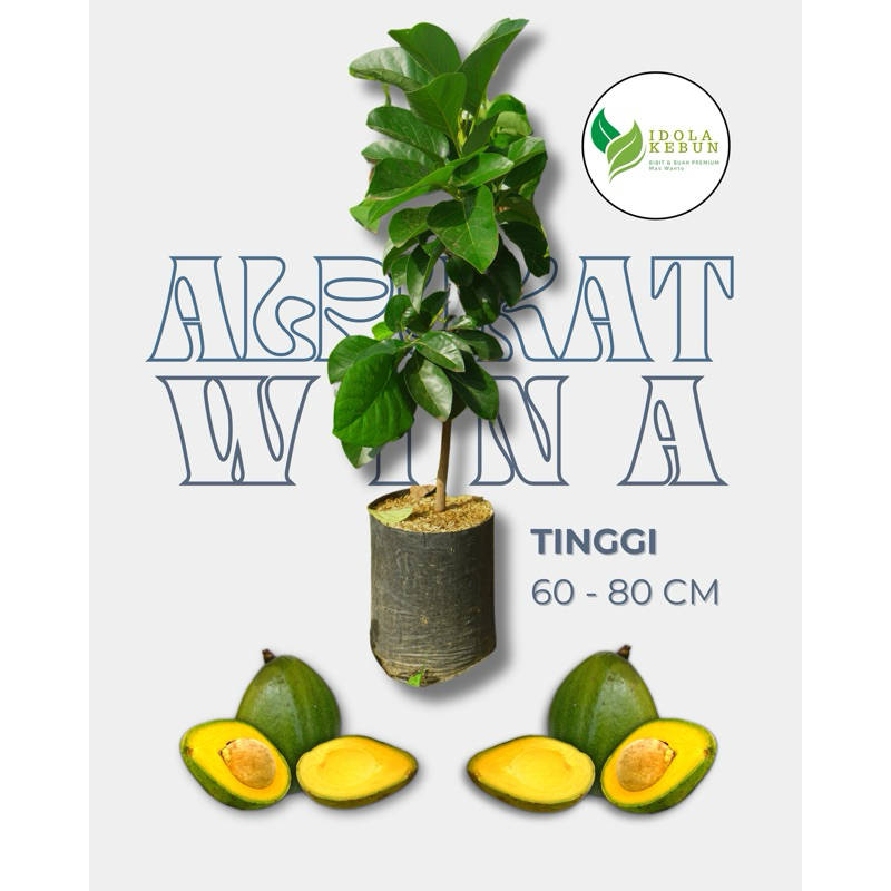 

BIBIT ALPUKAT WINA SUPER BESAR 60-80 CM