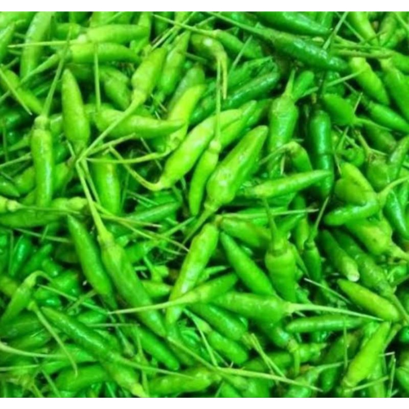 

cabai rawit/cengek rawit hijau