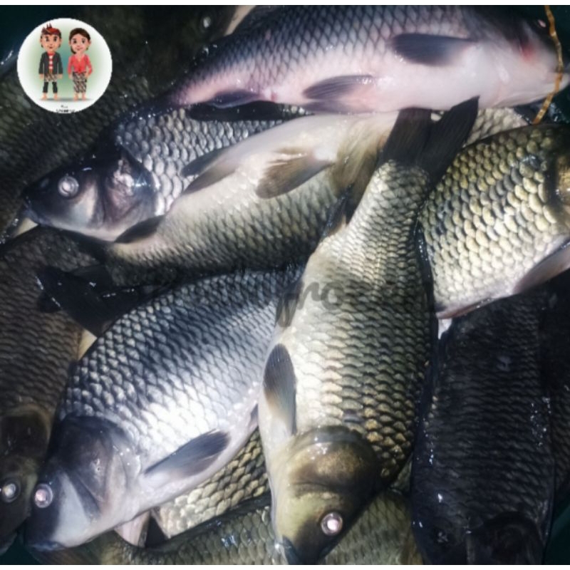 

ikan mas segar harian & frozen beku
