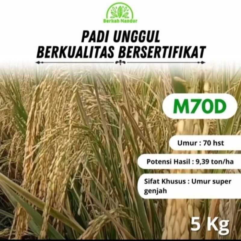 BENIH PADI M 70D BERKUALITAS KEMASAN 5KG