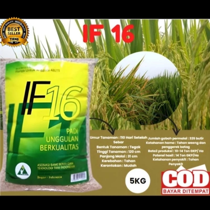 BENIH PADI IF 16 BERKUALITAS KEMASAN 5KG