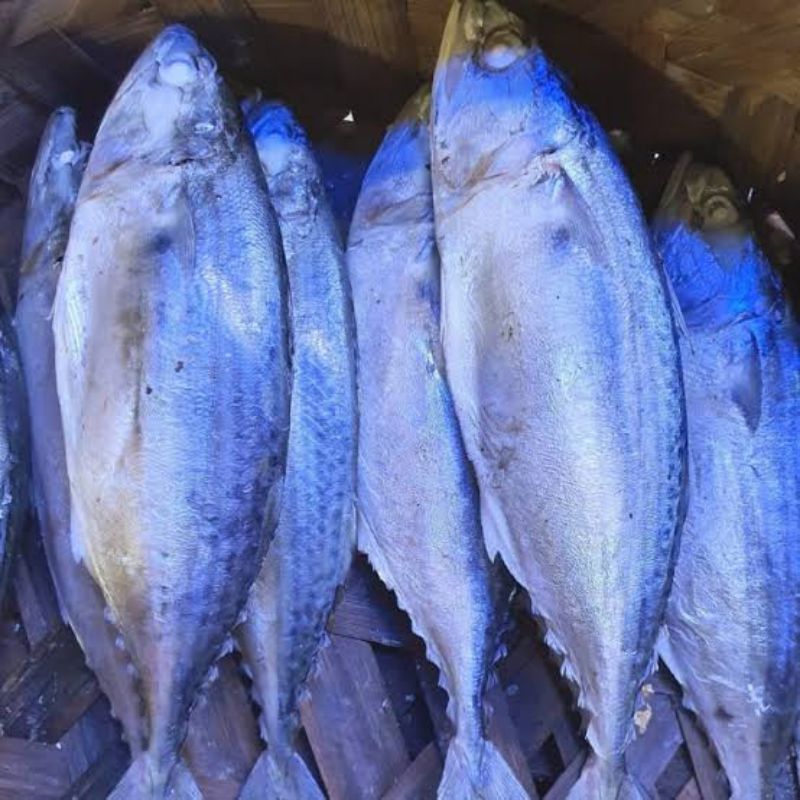 

Ikan kembung rebus / ikan gembung rebus khas medan