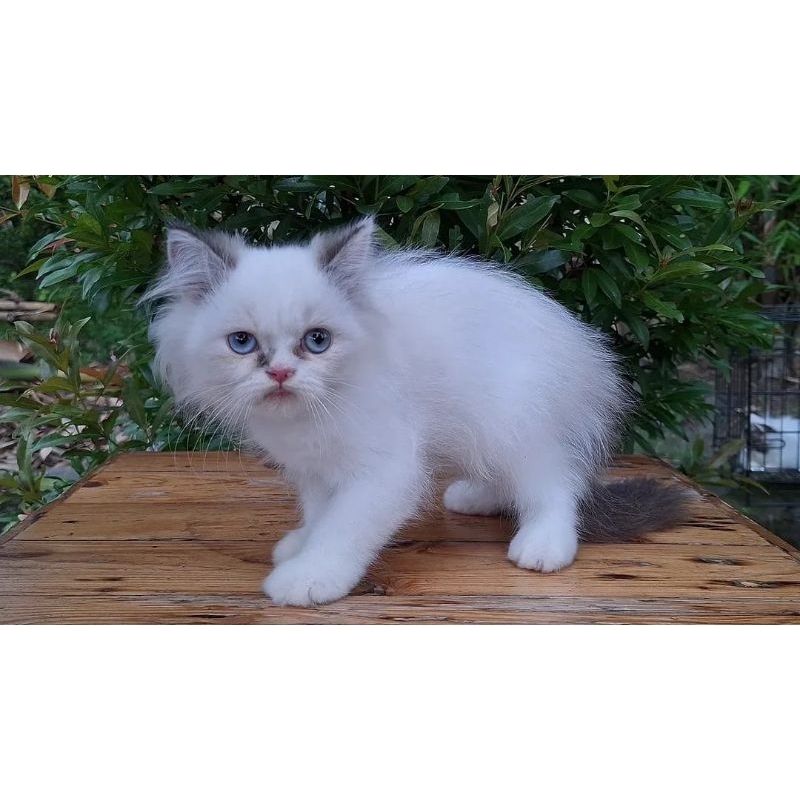 KUCING PERSIA MEDIUM JANTAN 2 BULAN HIMALAYA