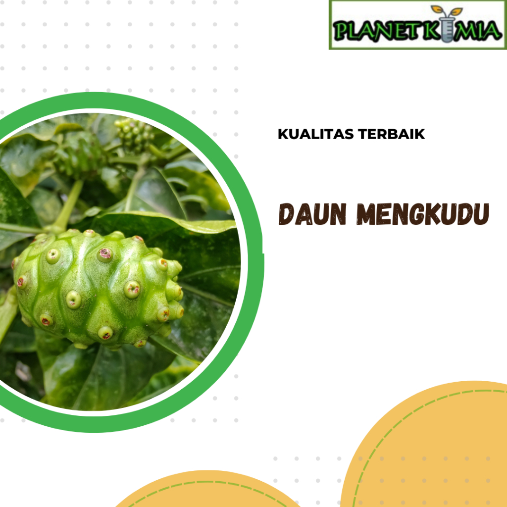 

ekstrak daun mengkudu best product