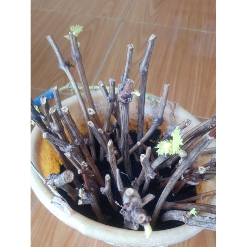 Cutting Anggur Import Manis Jupiter Akademik Everets Trans Shine Muscat Gosv Ms01