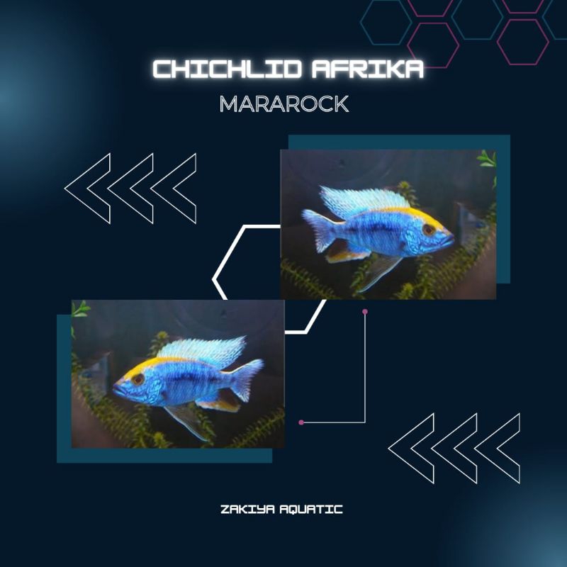 Mararock Cichlid Afrika Pure