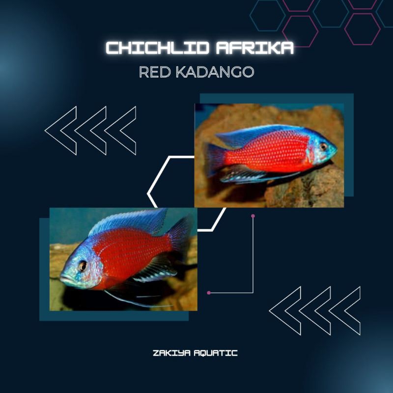 Red Kadango Cichlid Afrika Pure