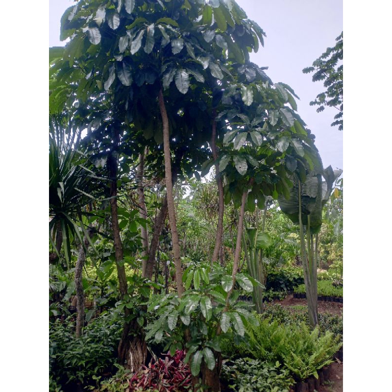 Pohon hias Walisongo tinggi 3meter