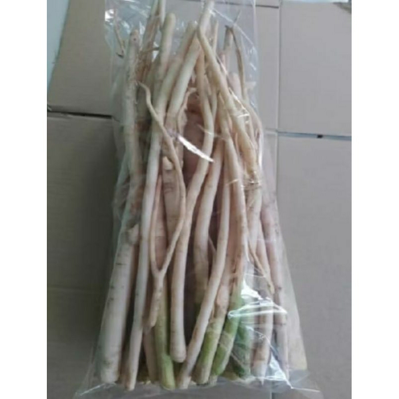 

Akar Pepaya Jantan 500 Gram kondisi fres