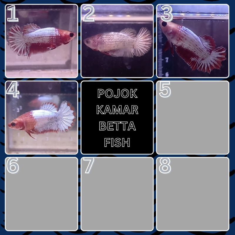 Plakat HMPK Female Betina Fancy FCCP