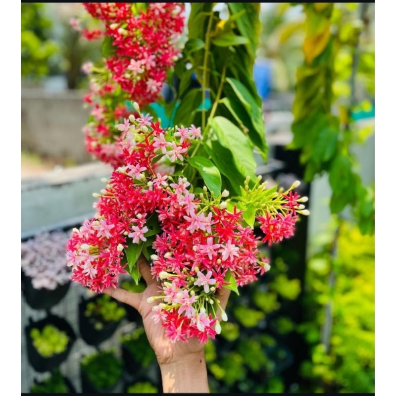 Rangoon Creeper atau Melati Belanda Berbunga Tumpuk Merambat Dan wangi