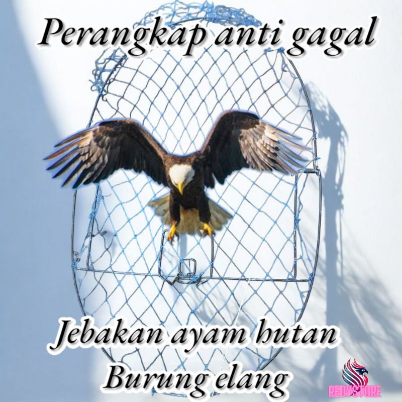 jebakan jepret ayam hutan, burung elang