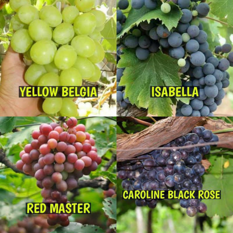 bibit anggur lokal Batang besar siap berbuah