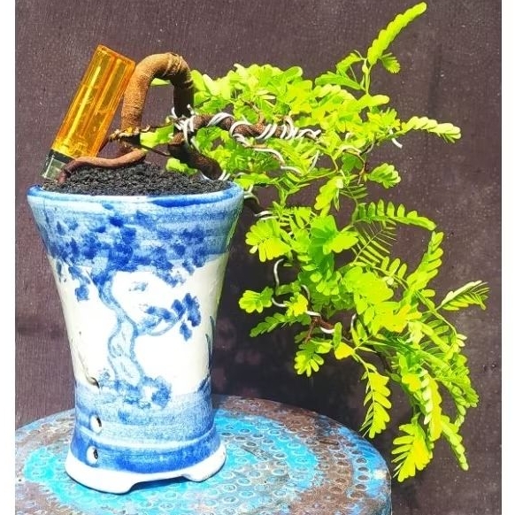 bonsai asem jawa gaya air terjun / cascade mame cakep realpic + pot keramik