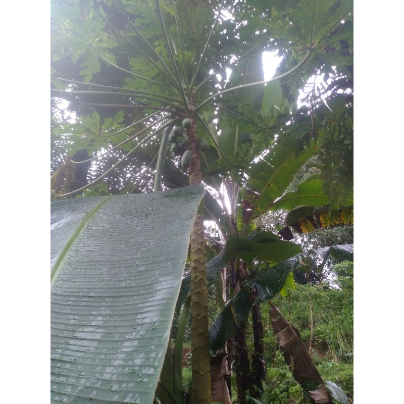 

pepaya muda 1kg fresh dadakn