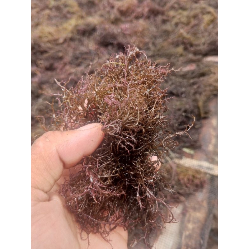 

rumput laut kering gracilaria/kg