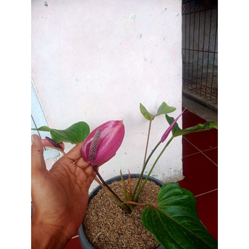 antharium ladyjane ungu