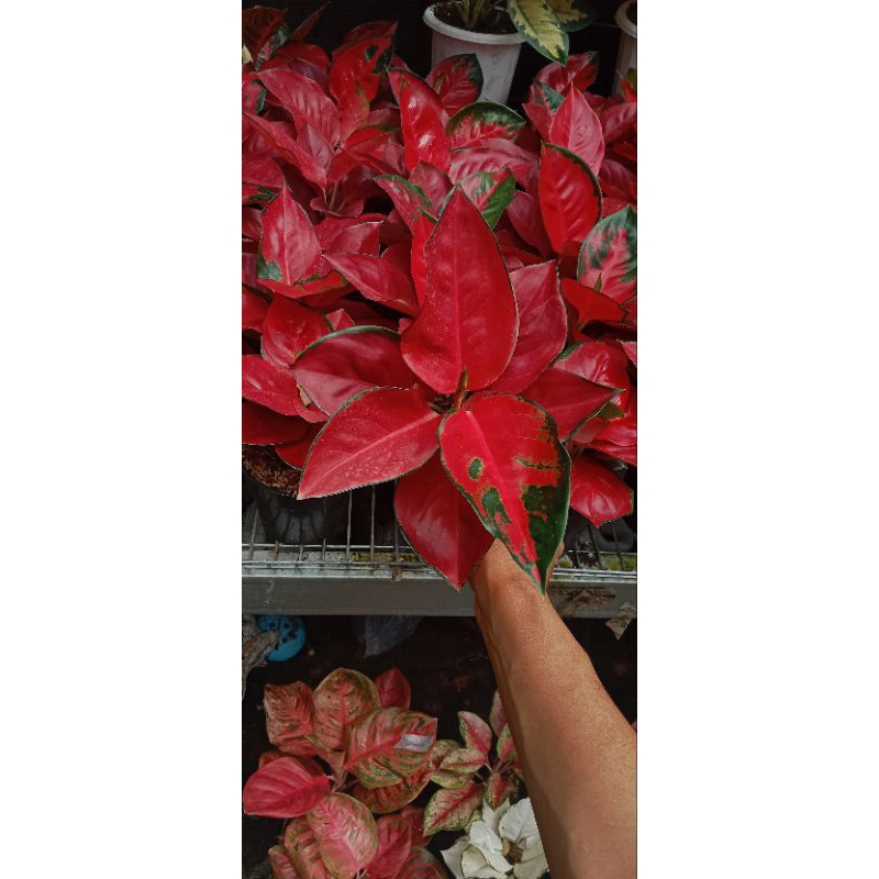 aglaonema suksom