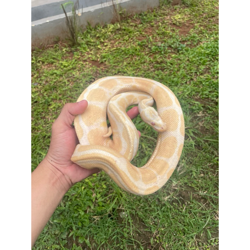 ball python albino