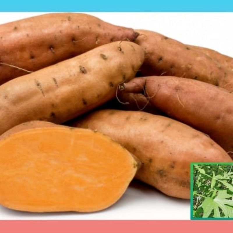 50 stek batang bibit cilembu madu, bibit ubi cilembu madu.Ipomoea batatas