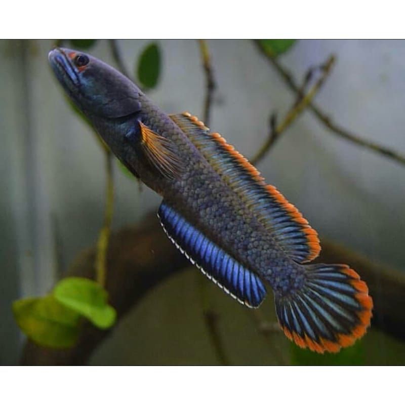 Hiasan aquarium beby ikan chana limbata cb india uk 3-5cm