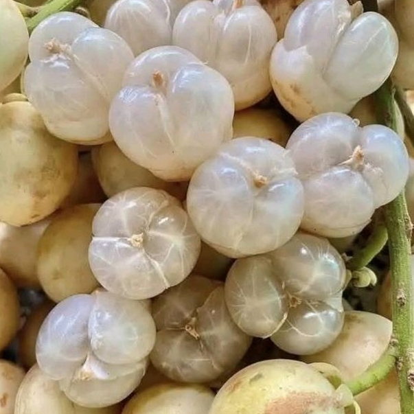 

buah kepundung/menteng buah langka segar 1kg
