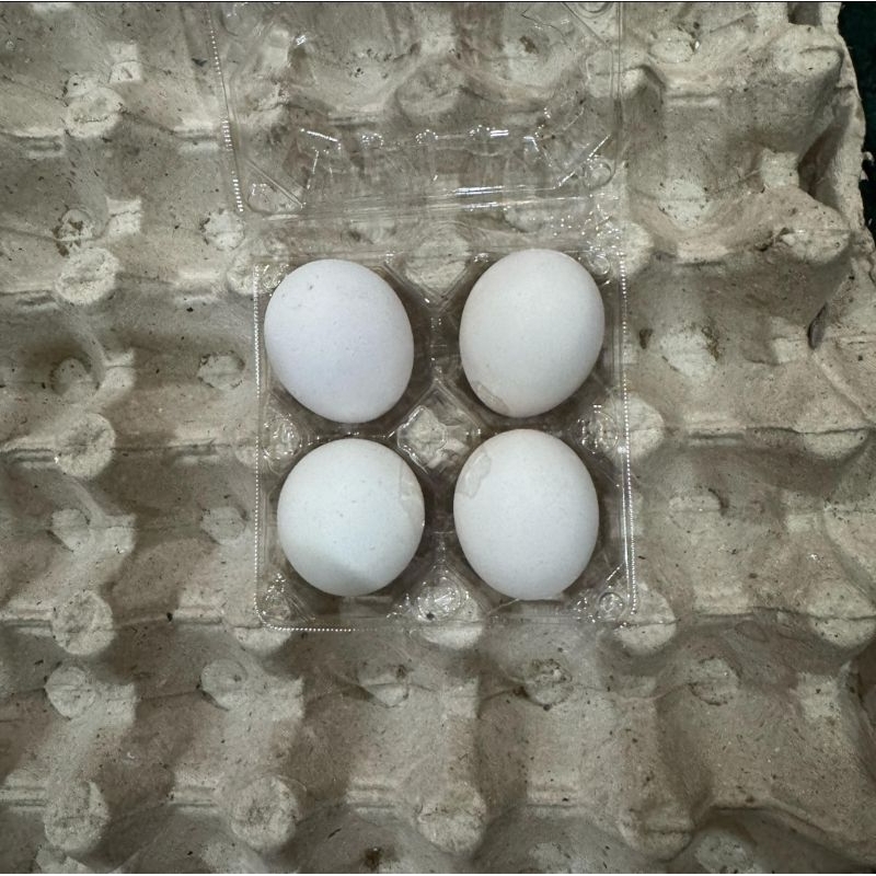

TELUR AYAM KAMPUNG OMEGA ISI 4