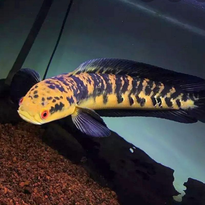 channa maru ys  cabung 10-13cm fleringtangan