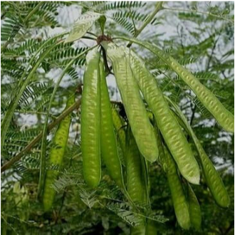 

daun petai cina petai lamtoro segar herbal