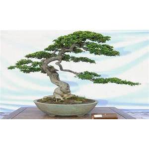 tanaman hias bonsai sancang