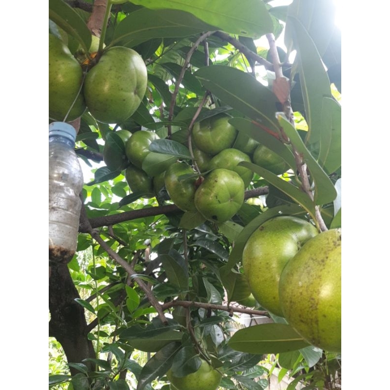 

black sapote berbuah