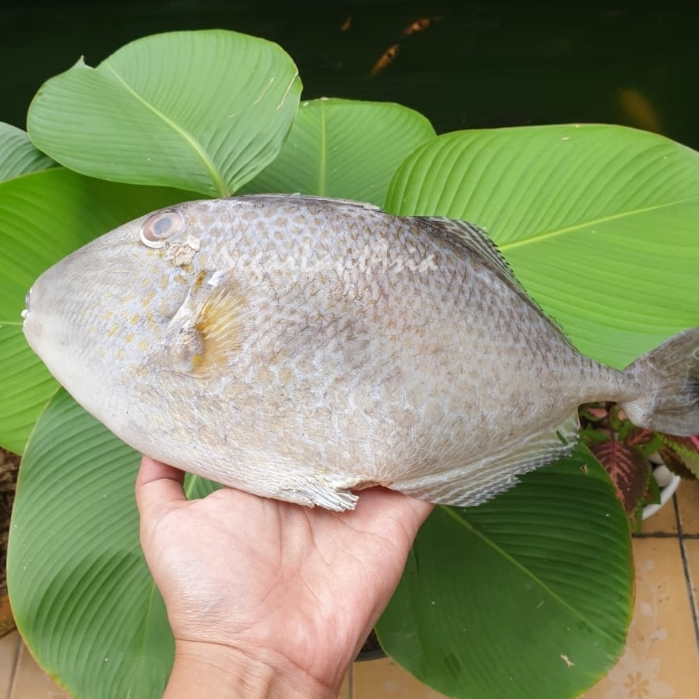 

Ikan Ayam Ayam Ikan Etong Segar 1Kg