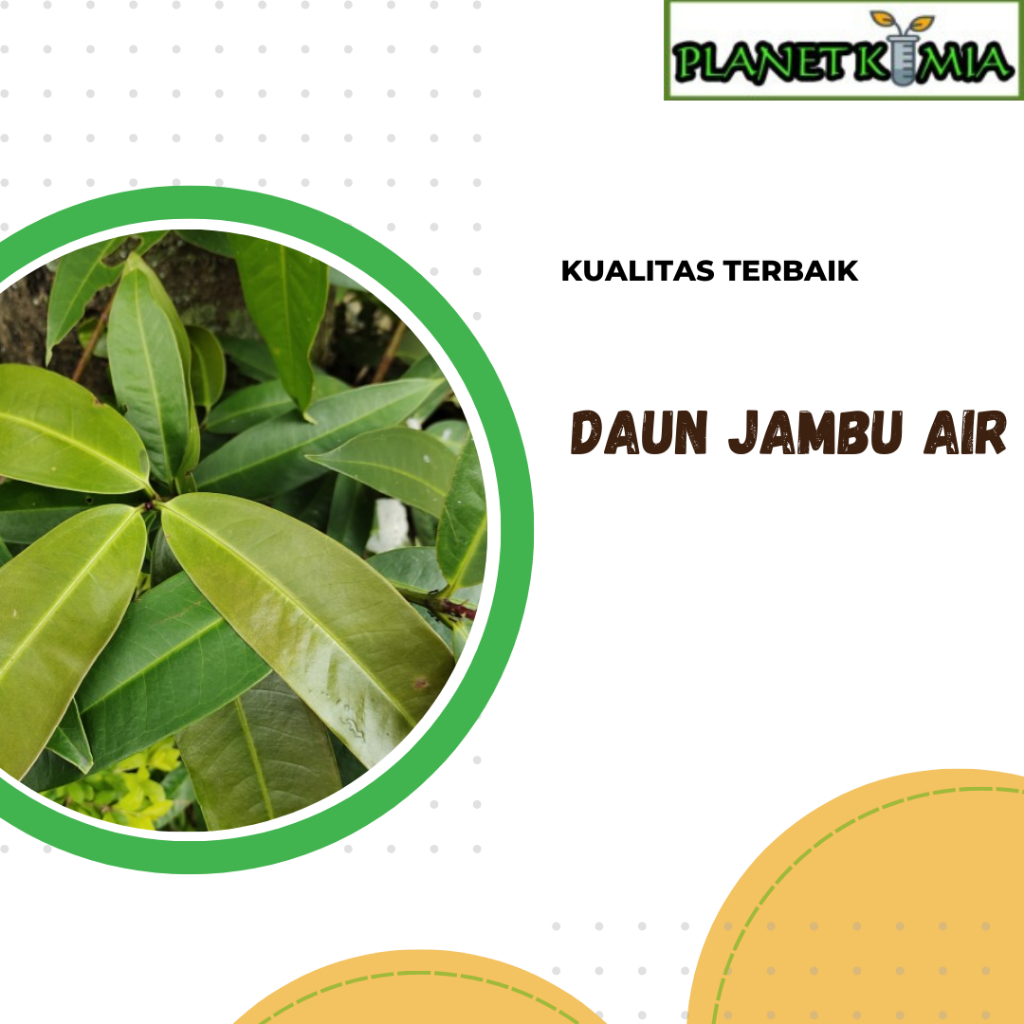 

ekstrak daun jambu air best product