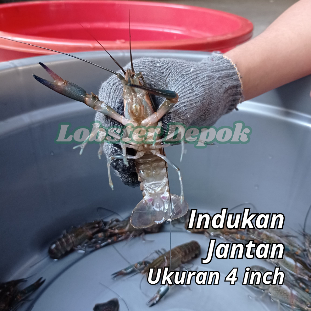 Lobster Air Tawar Indukan 4 inch, Jantan
