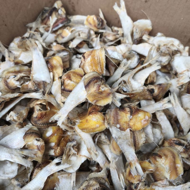 

IKAN KLONTONG/MLUNGKER BESAR