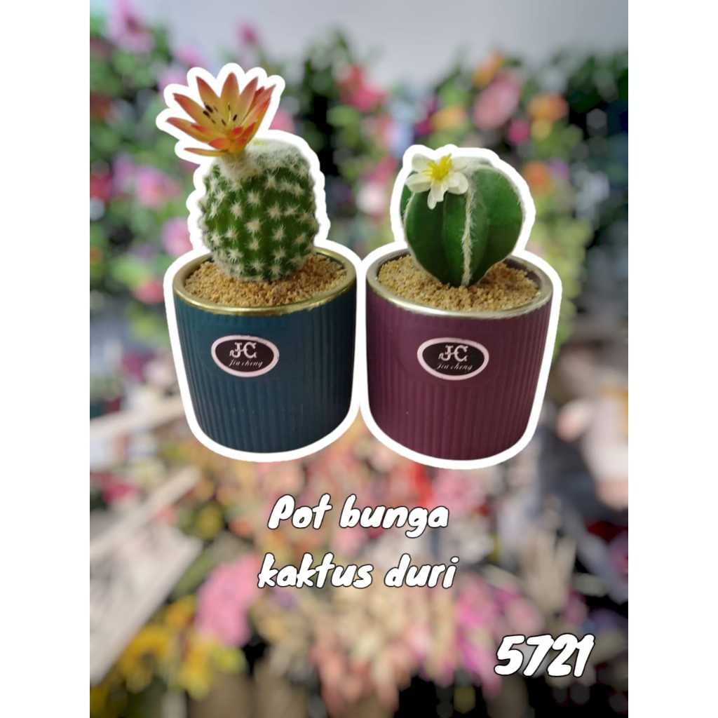 

POT BUNGA KAKTUS DURI 05721/BUNGA KAKTUS POT VIS1