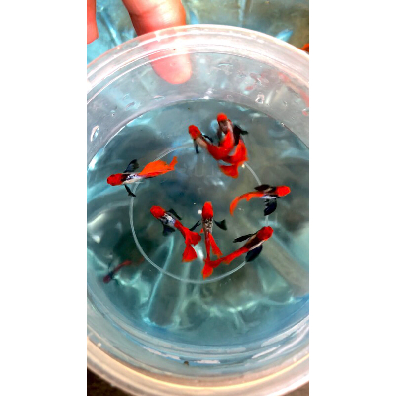 

KARDUS 1PAIR PRTDE KOI BUTERFLY (promo)