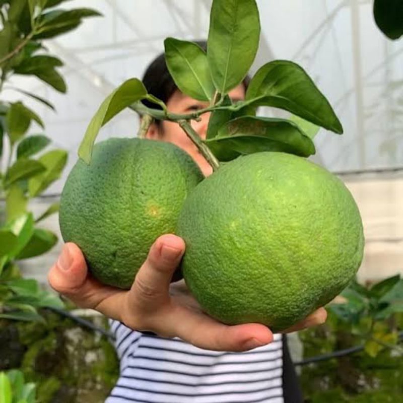 RAGIL - BIBIT JERUK SUNKIST IRIS TERLARIS BAWA BUAH BERGARANSI