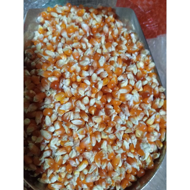 

jagung kristal lembut/jagung biji timun bersih super.kemasan 1kg