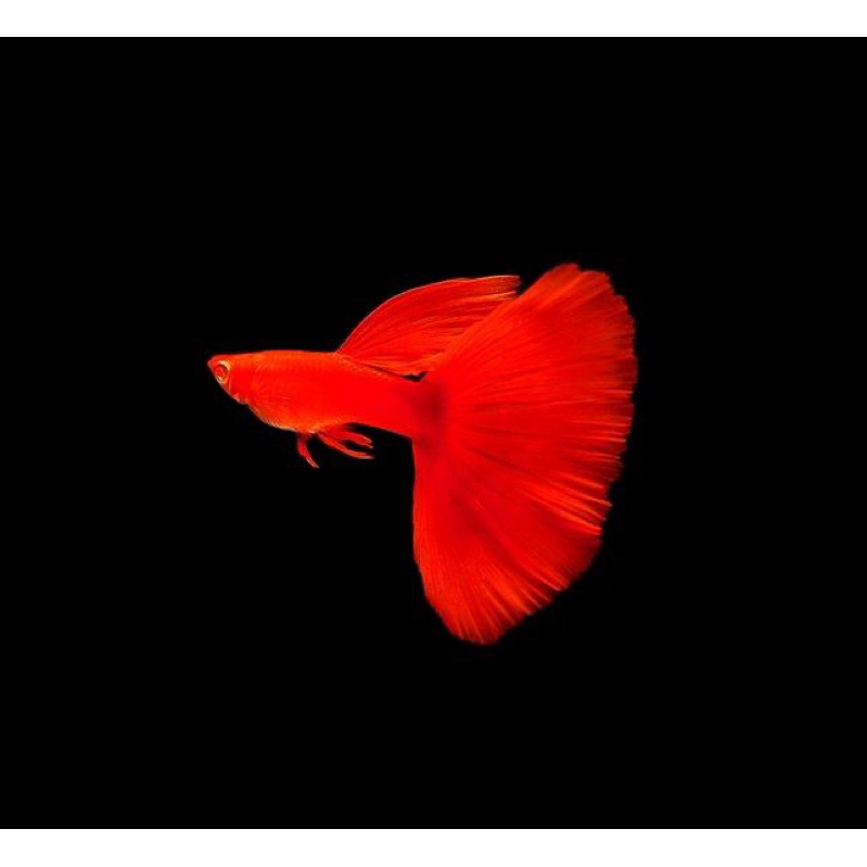 Hiasan aquarium guppy AFR 1 pasang