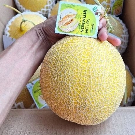 

MELON INTANON/Melon Lembut Manis sekali/melon Jepang Inthanon ukuran 1.7 kg