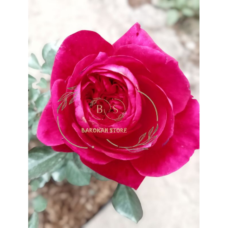 Mawar import James park remaja