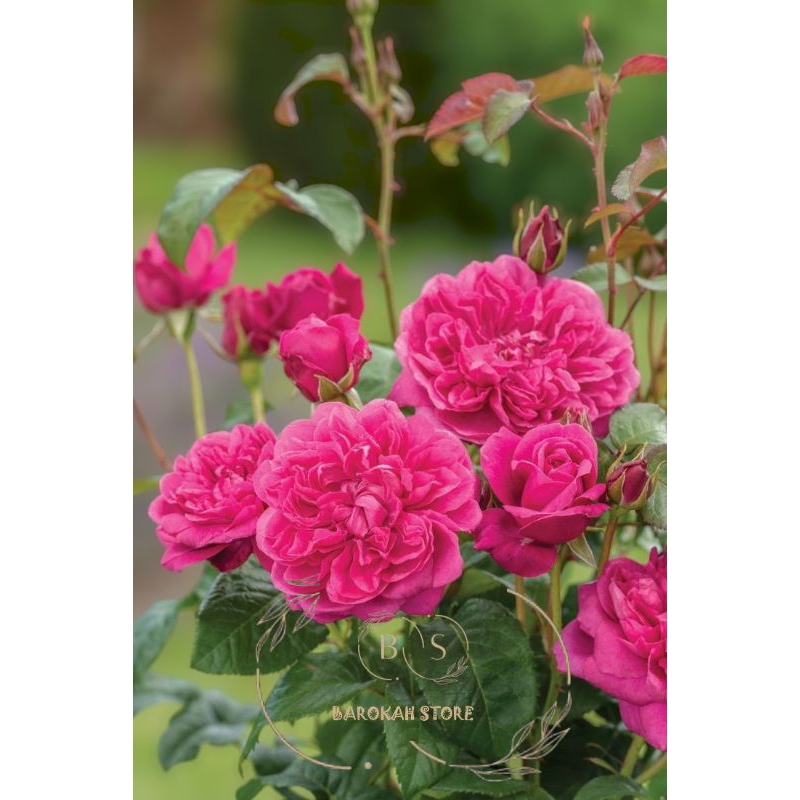 Mawar import katerose indukan rimbun murah berkualitas - Tanaman hidup mawar tanpa duri