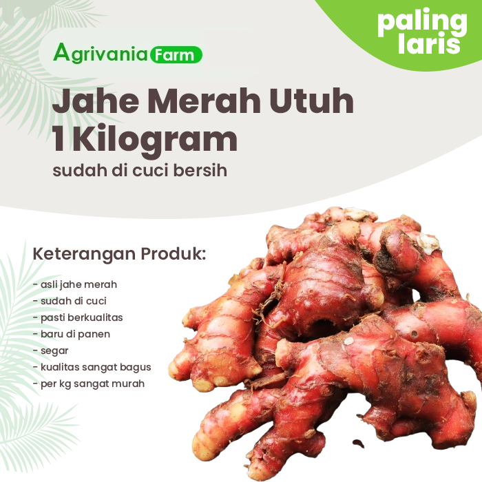 

Jahe Merah Utuh Baru Panen Segar Jahe 1 Kilogram, 500 Gram, 250 Gram sudah di cuci berkualitas