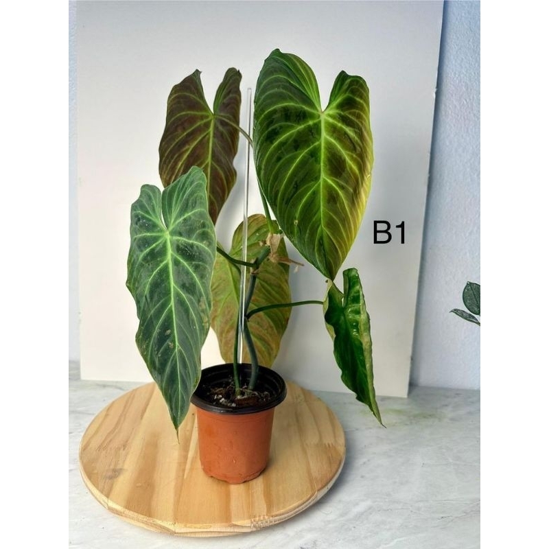 philodendron Splendid