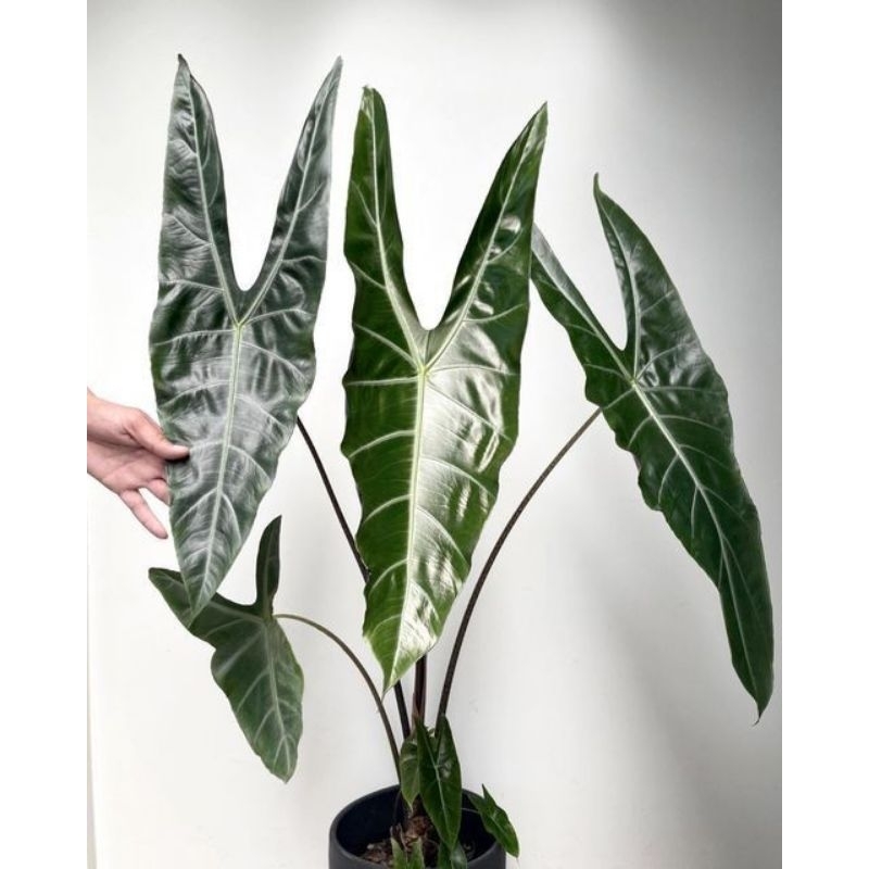 alocasia longiloba