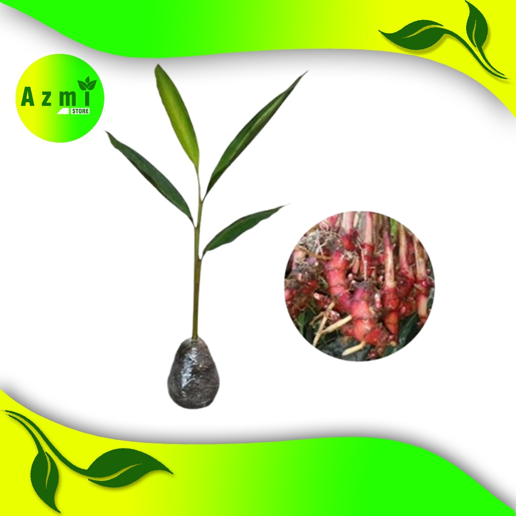 bibit jahe merah - jahe gajah - jahe emprit super siap tanam